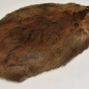 Vintage Beaver Pelt